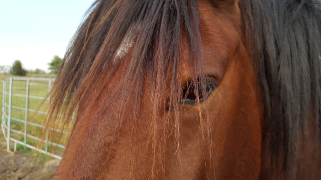The face of a brown horse with a white circle in the middle of his forehead. You can see one dark eye looking at you and his black forelock falling over his face.
